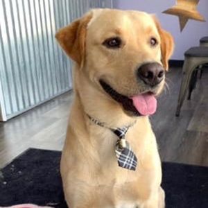 Meet your Posher, Trevor